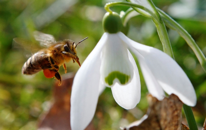 Летающие боты размером с пчелу становятся реальностью