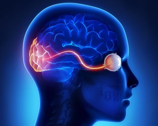 Ученым удалось визуализировать связи между глазом и мозгом
