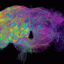 Ученым удалось получить полное изображение мозга плодовой мушки в высоком разрешении
