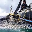 Рыболовство в открытом океане играет ограниченную роль в обеспечении питанием населения планеты