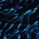 Мужчины, которые не носят обтягивающих трусов, имеют сперму более высокого качества