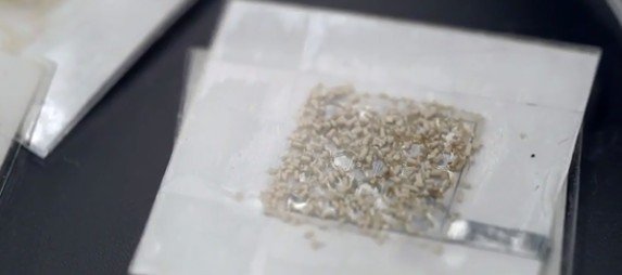 Портативные дрожжевые «микробродильни» предупреждают о радиации