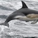 На пляжах Бретани запрещают купание в море из-за излишне дружелюбного дельфина