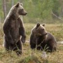 Учёные используют слюну медведя для быстрого теста на присутствие антибиотиков