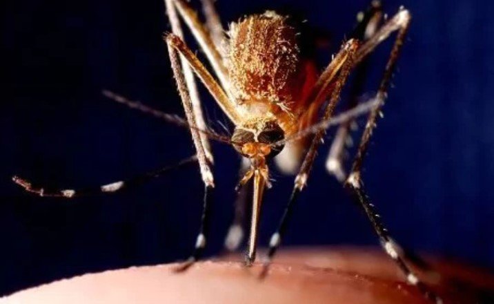 Новое исследование показало, что комары питаются микропластиком и оказывают негативное влияние на всю пищевую цепочку