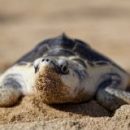 Распространение микропластика влияет на соотношение в родившемся потомстве морских черепах самцов и самок