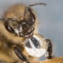 Полученная из грибов «вакцина» может помочь спасти пчёл