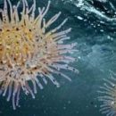Ученые, совершившие прорыв в технологиях очистки воды, были вдохновлены морским существом
