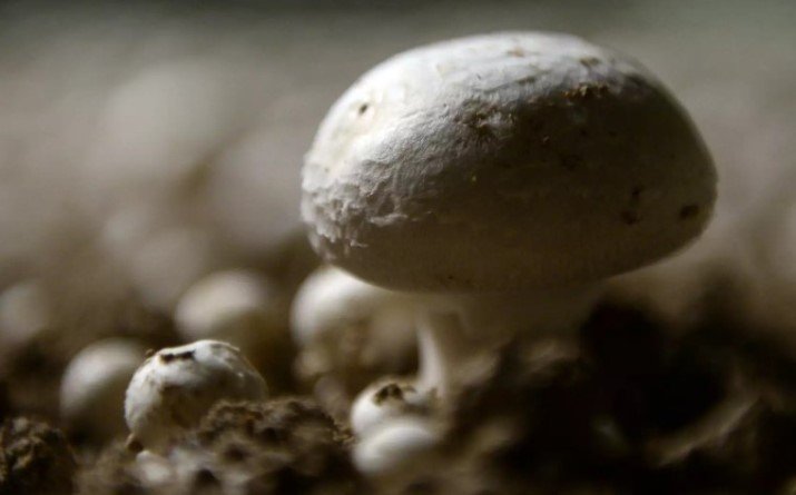 «Бионические грибы», вырабатывающие электричество, смогут в будущем обеспечивать освещение