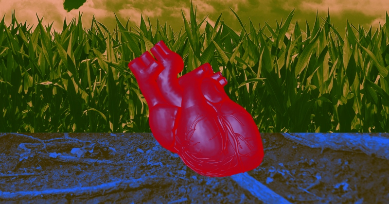 Ученые заставили сердечную ткань, выращенную в лаборатории, биться как настоящее сердце