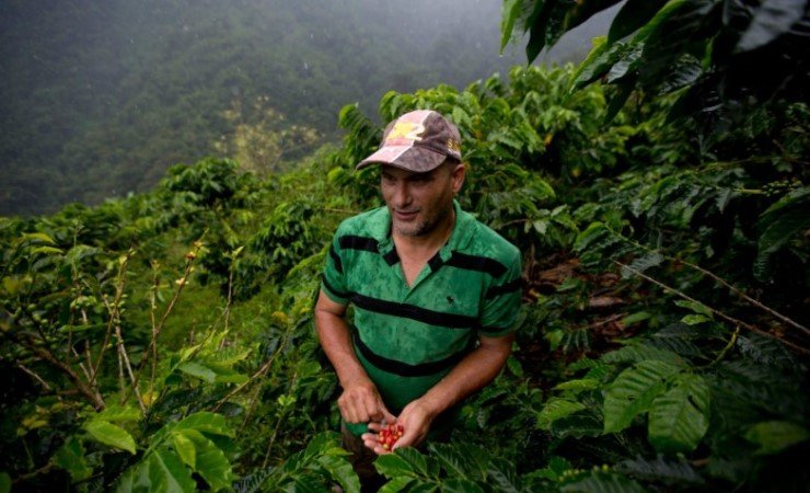 Будущее кофе под вопросом — 60 процентов растений находятся под угрозой исчезновения