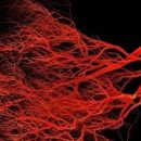 Учёные научились выращивать искусственные  кровеносные сосуды человека, неотличимые от естественных