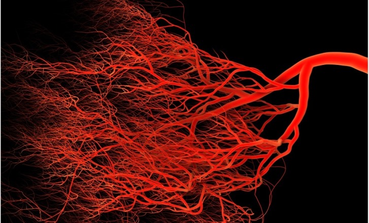Учёные научились выращивать искусственные  кровеносные сосуды человека, неотличимые от естественных