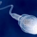 Сперма бесплодных мужчин оказалась здоровой до момента выхода из тела