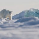 Ученые обнаружили частицы микропластика в Арктике