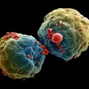 Новый противораковый препарат может преодолевать эволюционную устойчивость раковых клеток к лечению