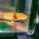 Ученые: ДНК саламандры поможет восстанавливать части человеческого тела