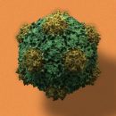 Необычный вирус, полученный из растения, может эффективно лечить рак