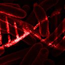 Ученые научились хранить данные внутри ДНК живых бактерий