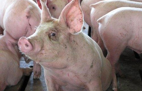 В Турковском районе найден вирус АЧС В Турковском районе найден вирус АЧС