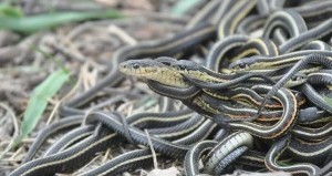 Самцы красных садовых ужей одержимые сексом и потому умирают молодыми