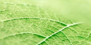 Прожилки листьев могут подсказать, как продлить срок службы батарей