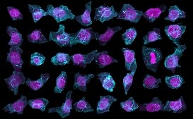 Искусственный Интеллект предсказывает конфигурацию человеческих стволовых клеток Искусственный Интеллект предсказывает конфигурацию человеческих стволовых клеток