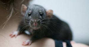 Неразвитость иммунной системы делает детей более подверженными разным болезням