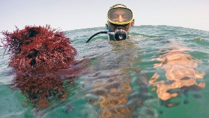 Морские водоросли могут стать ключом к созданию долговечных электрических батарей