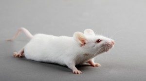 Молекулярный коктейль помогает восстановить повреждение спинного мозга Молекулярный коктейль помогает восстановить повреждение спинного мозга