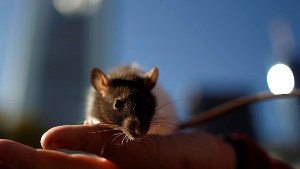 Магниты в мозге заставляют мышей двигаться по команде