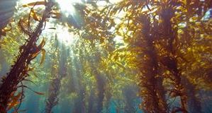 Источником энергии будущего будет не солнце, а морские водоросли