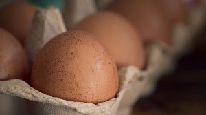 Японские куры-«мутанты» кладут яйца с противораковыми препаратами Японские куры-«мутанты» кладут яйца с противораковыми препаратами