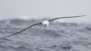 Создано устройство, которое может спасти морских птиц от попадания в орудия рыбного лова Создано устройство, которое может спасти морских птиц от попадания в орудия рыбного лова