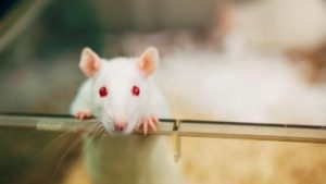 Стволовые клетки восстанавливают подвижность и сенсорное восприятие у парализованных крыс Стволовые клетки восстанавливают подвижность и сенсорное восприятие у парализованных крыс