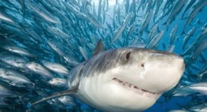 Индустрия добычи морепродуктов может оказаться на грани краха из-за изменения климата