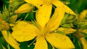 Некоторые лекарства на травах нельзя одновременно принимать с медицинскими препаратами Некоторые лекарства на травах нельзя одновременно принимать с медицинскими препаратами