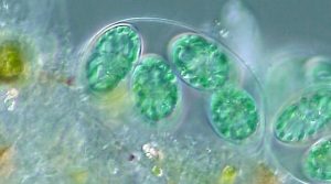 Генетически модифицированные водоросли могут стать ключом к солнечным батареям завтрашнего дня Генетически модифицированные водоросли могут стать ключом к солнечным батареям завтрашнего дня