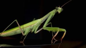 С помощью одетых на охотящегося богомола 3D-очков ученые обнаружили новый тип зрения