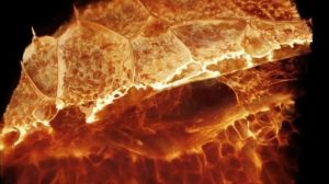 Новый микроскоп позволяет увидеть невероятные подробности функционирования живой клетки в 3D формате