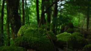 Обнаружен вид мха, способный естественным образом очищать воду от мышьяка