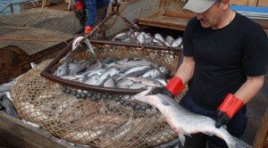 Рыболовным флотам приходится значительно расширять зону действия, но это уже не помогает Рыболовным флотам приходится значительно расширять зону действия, но это уже не помогает