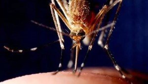 Новое исследование показало, что комары питаются микропластиком и оказывают негативное влияние на всю пищевую цепочку