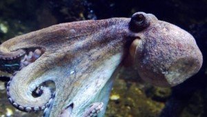 Экстази заставило застенчивых осьминогов заняться обниманием, подобно людям на вечеринке Экстази заставило застенчивых осьминогов заняться обниманием, подобно людям на вечеринке