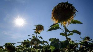 Короткая зима и длинное лето плохо влияют на растительность