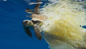 «Призрачная рыбалка» ежегодно убивает 650 тысяч морских животных «Призрачная рыбалка» ежегодно убивает 650 тысяч морских животных