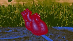 Ученые заставили сердечную ткань, выращенную в лаборатории, биться как настоящее сердце
