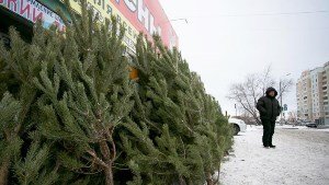 Иголки с новогодней елки в будущем можно будет перерабатывать в экологически безопасные полезные продукты