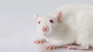 Электронный бандаж ускоряет заживление ран Электронный бандаж ускоряет заживление ран