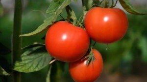 Учёные пробуют использовать генное редактирование, чтобы сделать помидоры жгучими, как перец чили